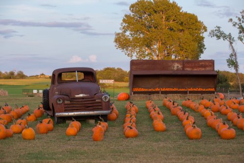 An old rusty truck surrounded by rows of pumpkins on a farm, with a hay bale structure in the background.