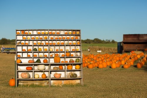 A wooden display rack filled with various pumpkins, surrounded by a field of pumpkins under a clear blue sky.
