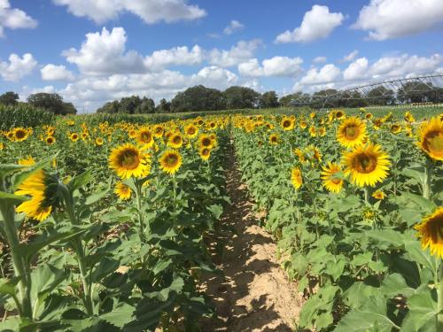 A vibrant field of sunflowers under a blue sky with fluffy clouds, stretching into the distance.