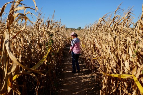 A person walks through a cornfield with tall, dry stalks under a clear blue sky.