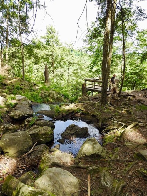 A serene forest scene with a small stream, rocks, and a wooden bridge in the background surrounded by lush greenery.