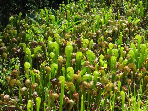A dense cluster of green pitcher plants in a lush, natural setting, with varying shades of green and brown foliage.