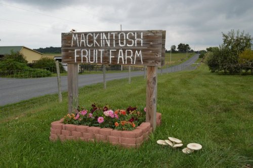 Sign for Mackintosh Fruit Farm with flowers in front, set against a cloudy sky and a rural road in the background.