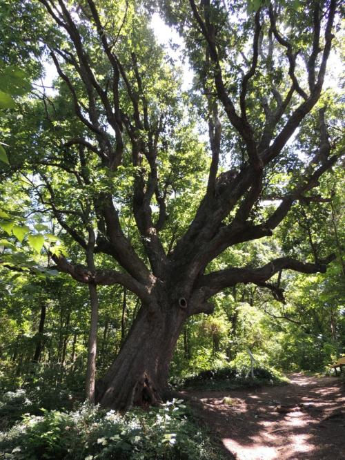 A large, sprawling tree with thick branches and lush green leaves in a wooded area. Sunlight filters through the foliage.