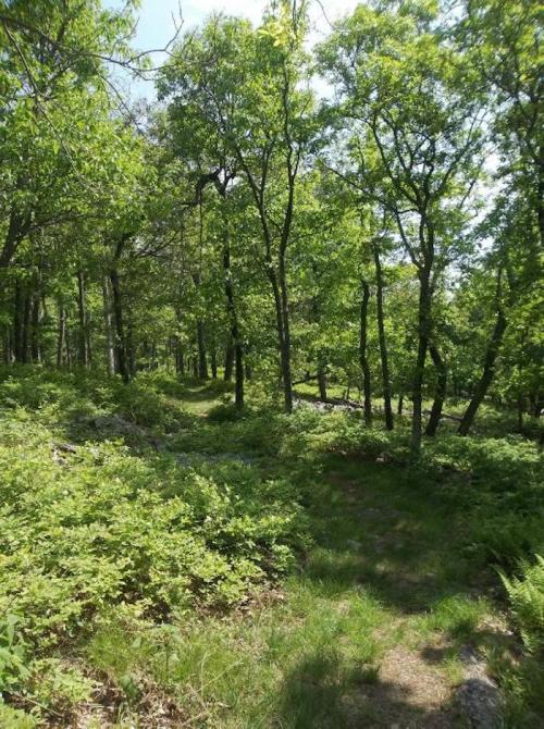 A lush green forest path surrounded by trees and underbrush on a sunny day.