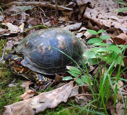 A turtle with a patterned shell rests among fallen leaves and green plants in a natural setting.