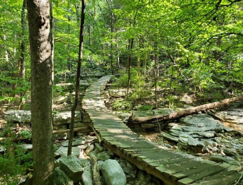 A winding wooden path through a lush green forest, surrounded by rocks and trees.