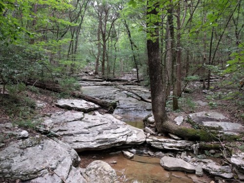 A serene forest scene with rocky terrain, a small stream, and lush green trees.