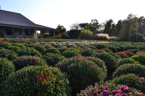 A vibrant garden filled with colorful chrysanthemums, with a house and trees in the background under a clear sky.