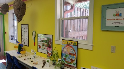 Bright classroom with yellow walls, featuring science displays, a plant poster, and hanging insect nests.