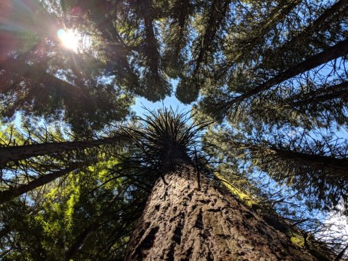 View looking up at tall trees with sunlight filtering through the branches against a clear blue sky.