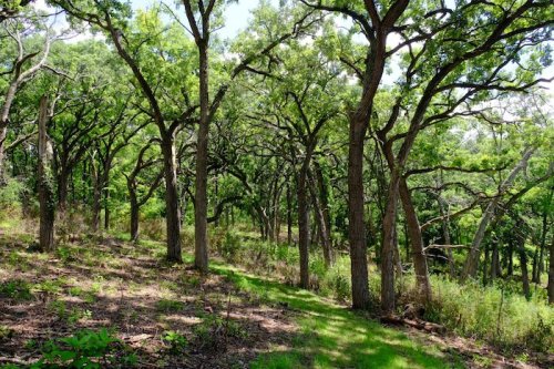A lush forest scene with tall trees and green underbrush, dappled sunlight filtering through the leaves.
