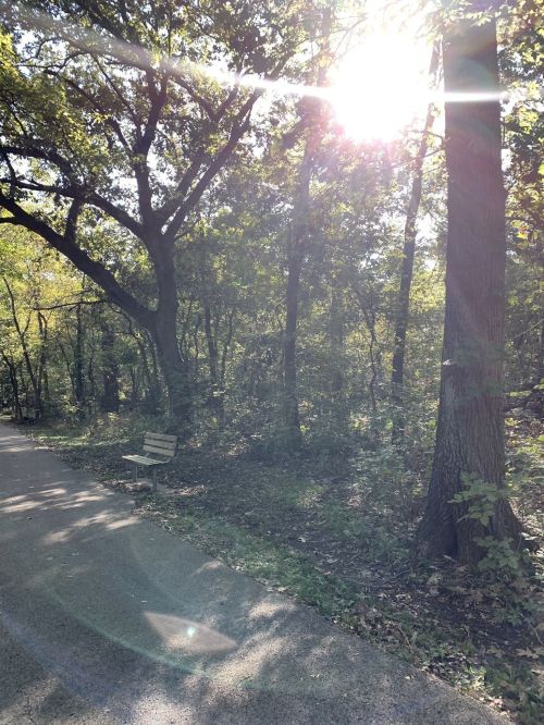 A sunlit forest path with a bench beside the trail, surrounded by trees and greenery.