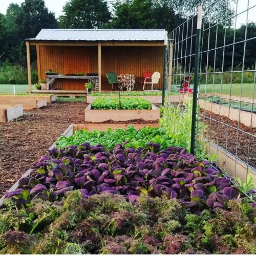 A vibrant garden with rows of purple lettuce and greens, featuring a wooden shed and chairs in the background.