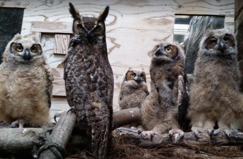 A group of five owls, including one adult and four fluffy chicks, perched on a branch in a wooden enclosure.