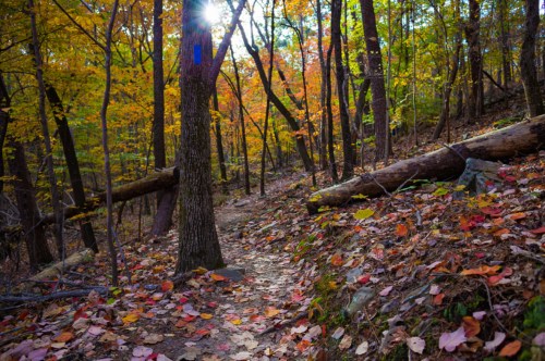 A winding forest path covered in colorful autumn leaves, surrounded by trees with vibrant fall foliage.