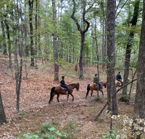 Three riders on horseback navigate a wooded trail, surrounded by trees and fallen leaves.