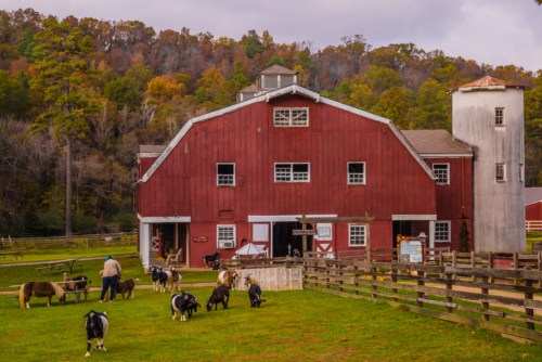 A red barn surrounded by green fields and grazing animals, with autumn trees in the background under a cloudy sky.