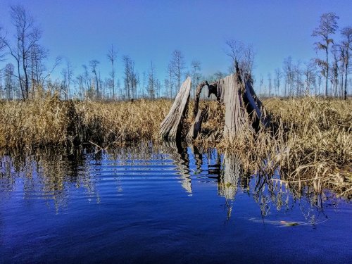 A serene wetland scene with a wooden stump, tall grasses, and a clear blue sky reflected in the water.