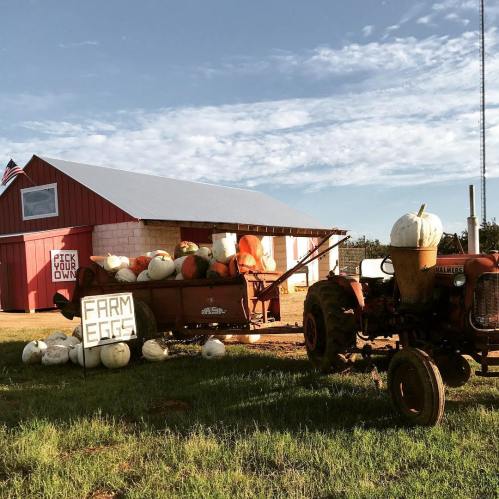 A red barn with pumpkins in a wagon, a tractor nearby, and a sign for farm eggs on a sunny day.