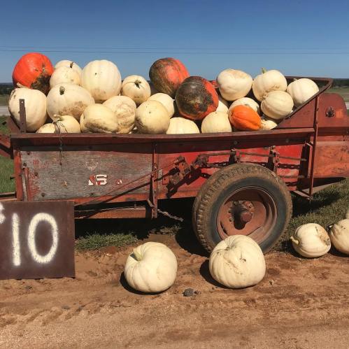 A red trailer filled with various pumpkins, including white and orange, sits on a dirt path under a clear blue sky.