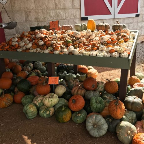 A table filled with various pumpkins and gourds, surrounded by more pumpkins on the ground, set against a rustic backdrop.