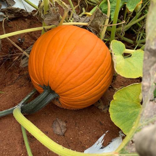 A bright orange pumpkin resting on the ground among green leaves and vines.