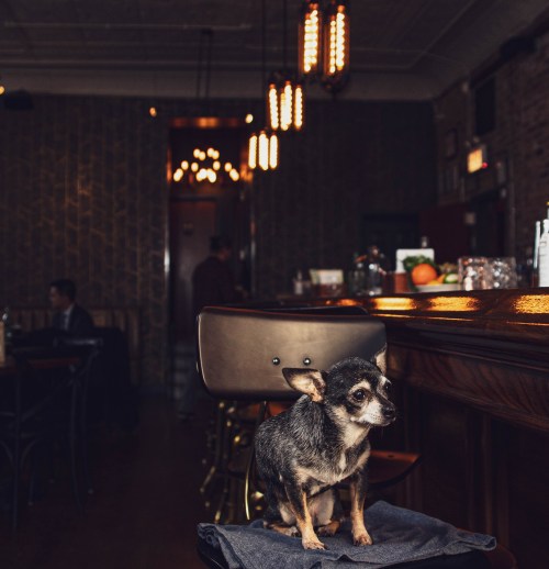 A small dog sits on a bar stool in a dimly lit bar, with warm lighting and a cozy atmosphere in the background.