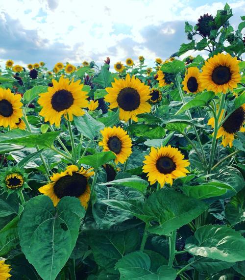 A vibrant field of sunflowers in full bloom, surrounded by lush green leaves under a cloudy sky.
