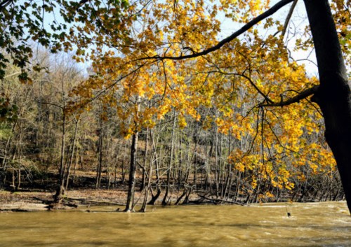 A serene river scene with autumn leaves and trees along the bank, reflecting the warm colors of fall.