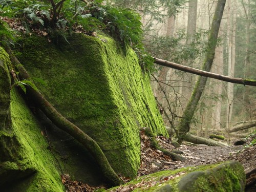 A moss-covered rock in a misty forest, surrounded by trees and fallen branches.