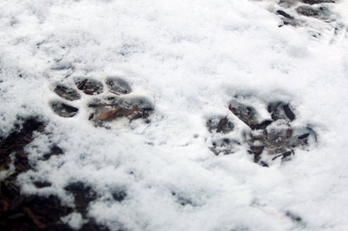 Paw prints in the snow, partially covered by a light layer of snow and surrounded by dark soil.