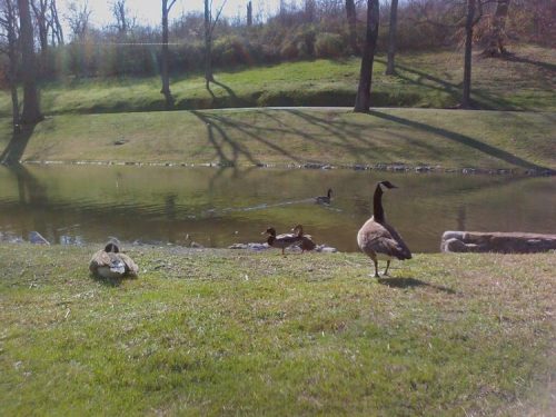 A serene pond scene with ducks swimming and geese resting on the grassy bank, surrounded by trees and shadows.