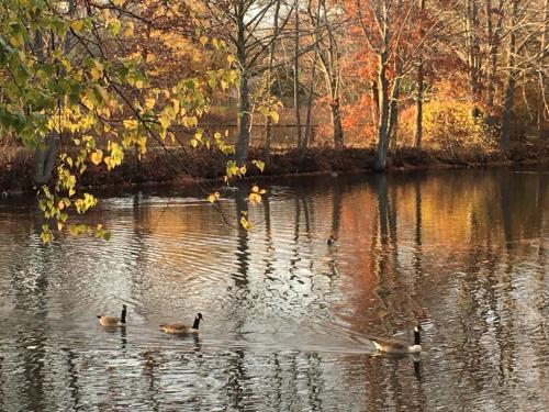 A serene pond surrounded by autumn trees, with ducks swimming peacefully on the water's surface.