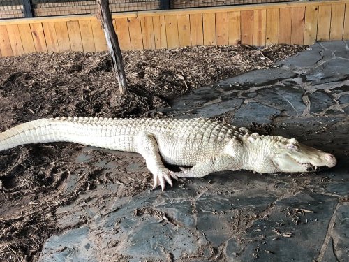 An albino alligator resting on a rocky surface in a zoo enclosure.