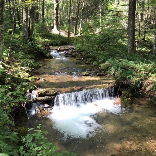 A serene forest scene featuring a small stream with gentle waterfalls, surrounded by lush greenery and trees.