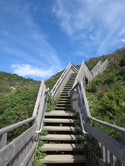 A wooden staircase leads upward through lush greenery under a blue sky with wispy clouds.