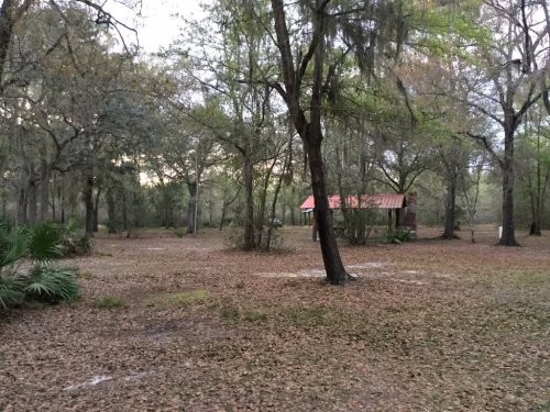 A wooded area with scattered leaves and a small red-roofed building in the background, surrounded by trees.