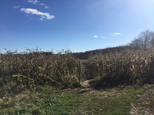 A sunny day in a cornfield with a clear blue sky and a path leading through tall, dried corn stalks.