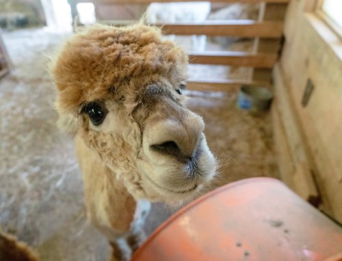 A close-up of a curious alpaca with fluffy fur, looking directly at the camera in a barn setting.