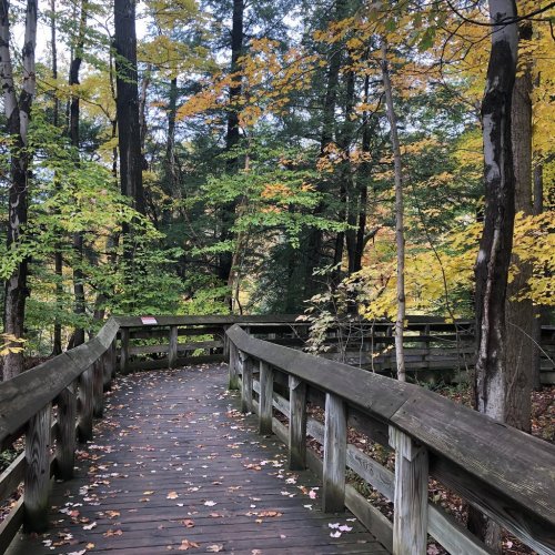 A wooden boardwalk winding through a vibrant forest with autumn leaves in shades of yellow and orange.