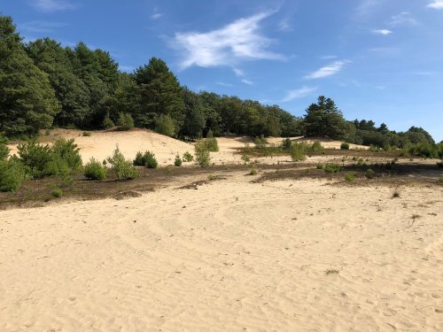 A sandy landscape with scattered greenery and trees under a clear blue sky.