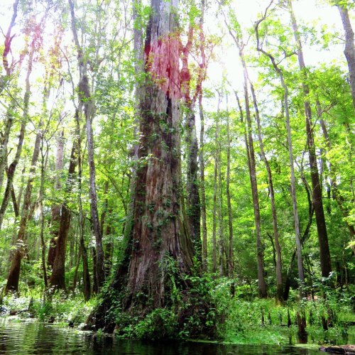 A tall, lush tree surrounded by vibrant green foliage in a serene forest setting. Sunlight filters through the leaves.