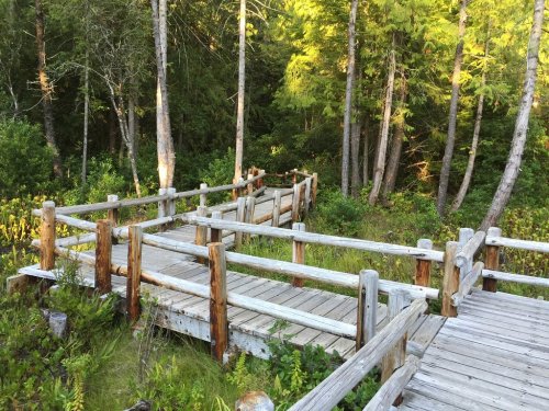 Wooden boardwalk winding through a lush green forest, surrounded by tall trees and vibrant foliage.