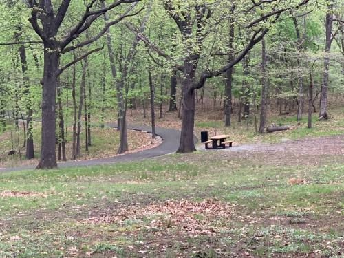 A winding path through a green forest with a wooden bench and a trash can nearby.