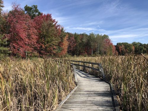 A wooden boardwalk winds through tall grasses, with vibrant autumn trees in the background under a blue sky.