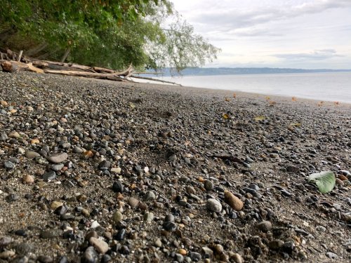 A close-up view of a rocky beach with pebbles, sand, and scattered leaves, framed by trees and a calm waterline.
