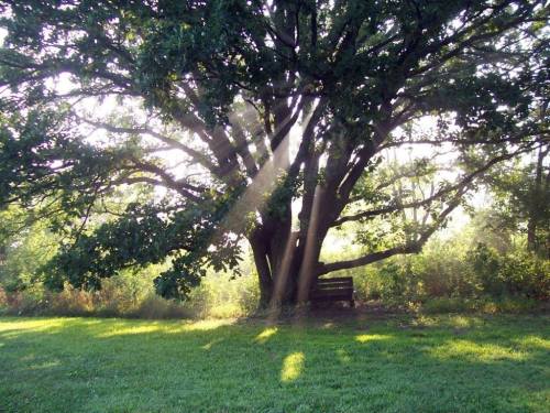 A large tree with sunlight streaming through its branches, casting shadows on a grassy area. A bench sits beneath the tree.