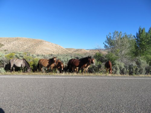 A group of horses grazing near a road, with hills and trees in the background under a clear blue sky.