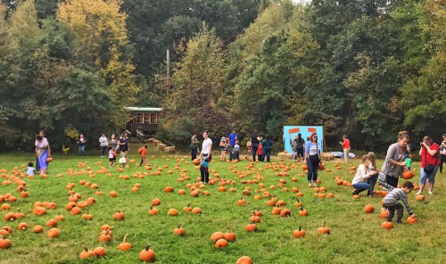 Families and children picking pumpkins in a grassy field surrounded by trees in autumn.